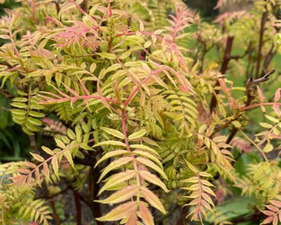Sorbaria sor. 'Sem'® Sorbaria sor. 'Sem'®