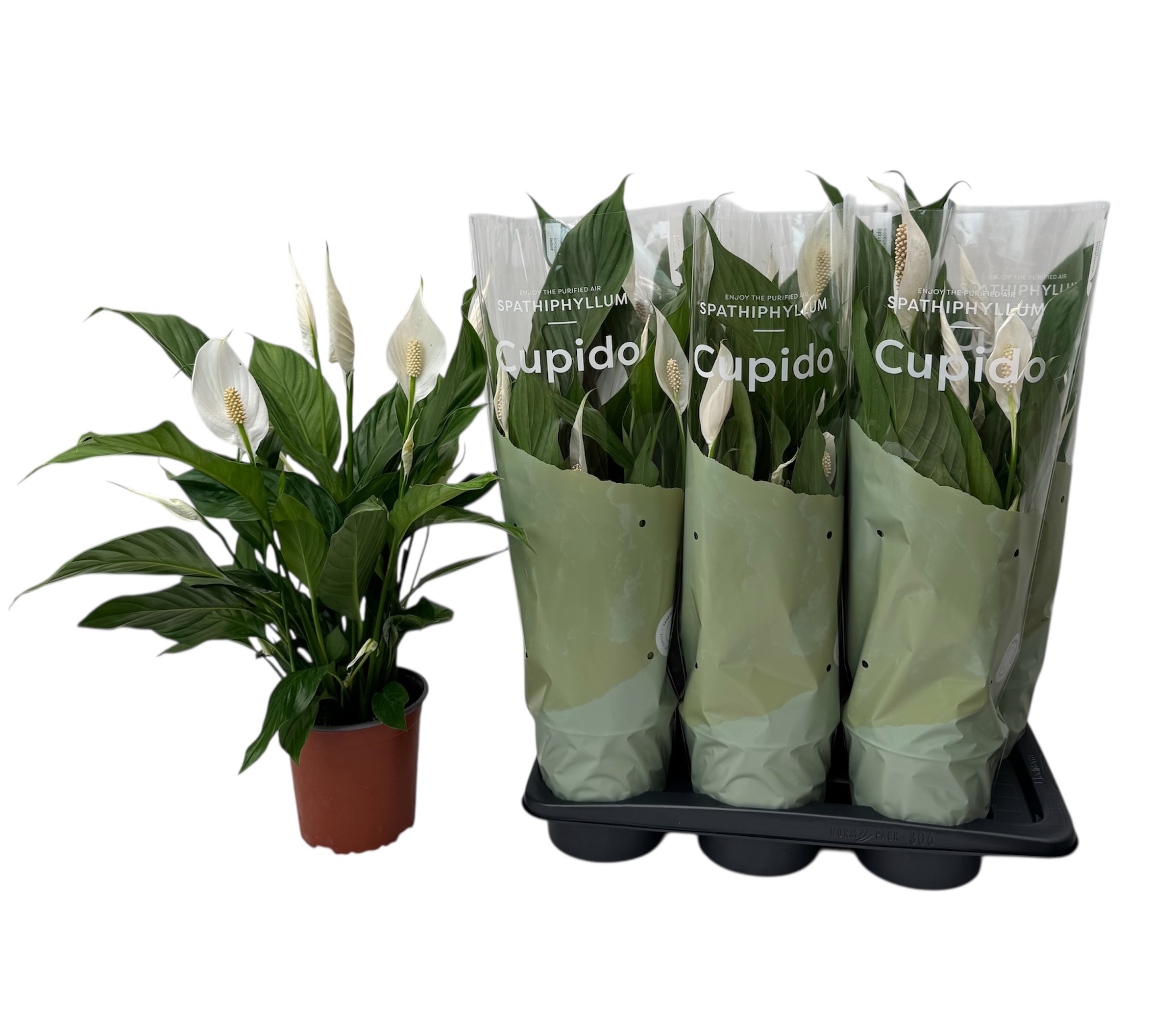 Spathiphyllum 'Bingo Cupido' - Air So Pure Spathiphyllum 'Bingo Cupido' - Air So Pure