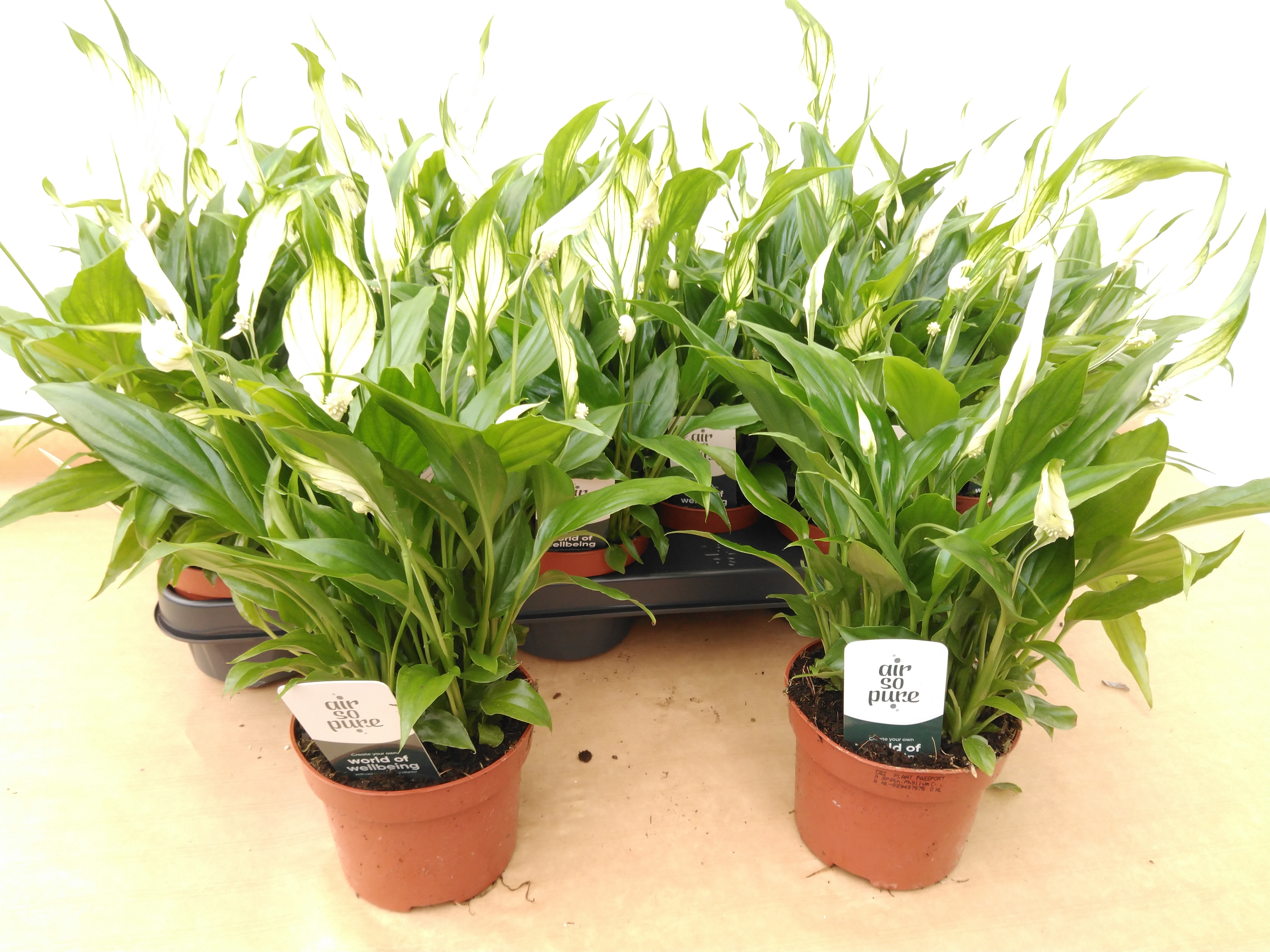 Spathiphyllum 'Chopin' - Air So Pure