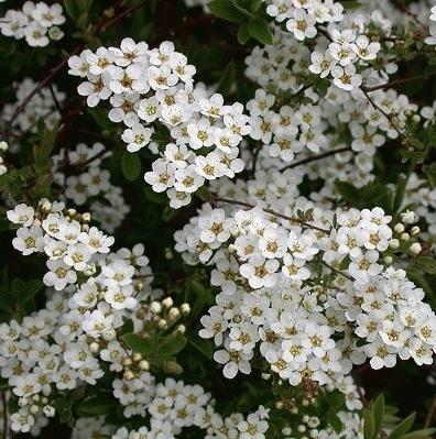 Spiraea arguta Spiraea arguta