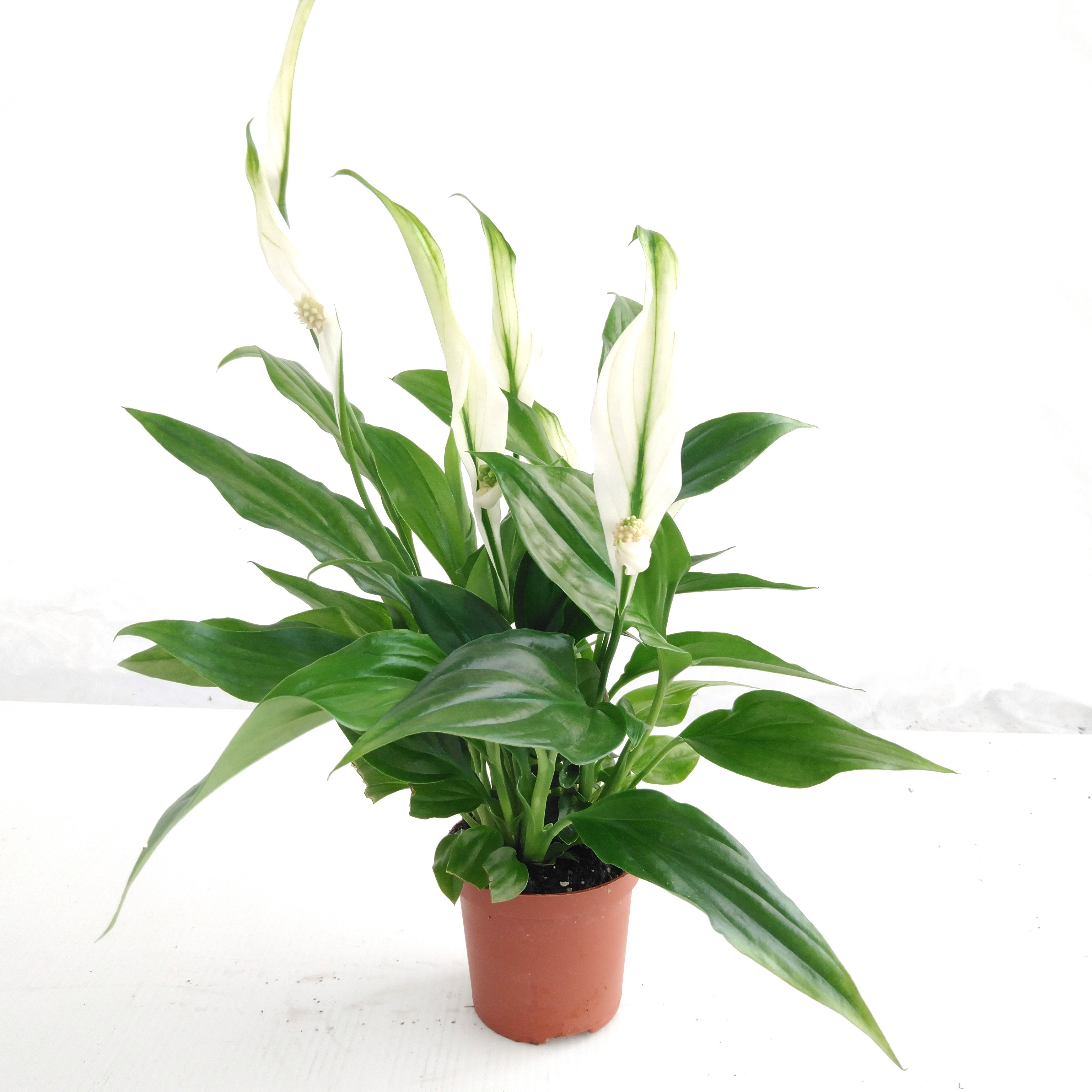 Spathiphyllum Mini