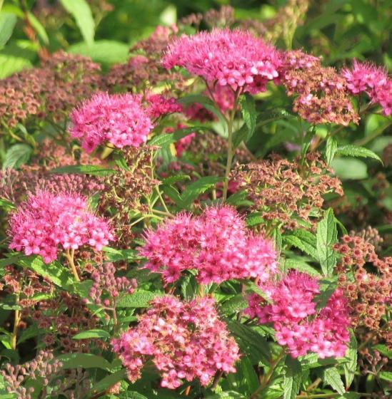 Spiraea bumalda 'Anthony Waterer'