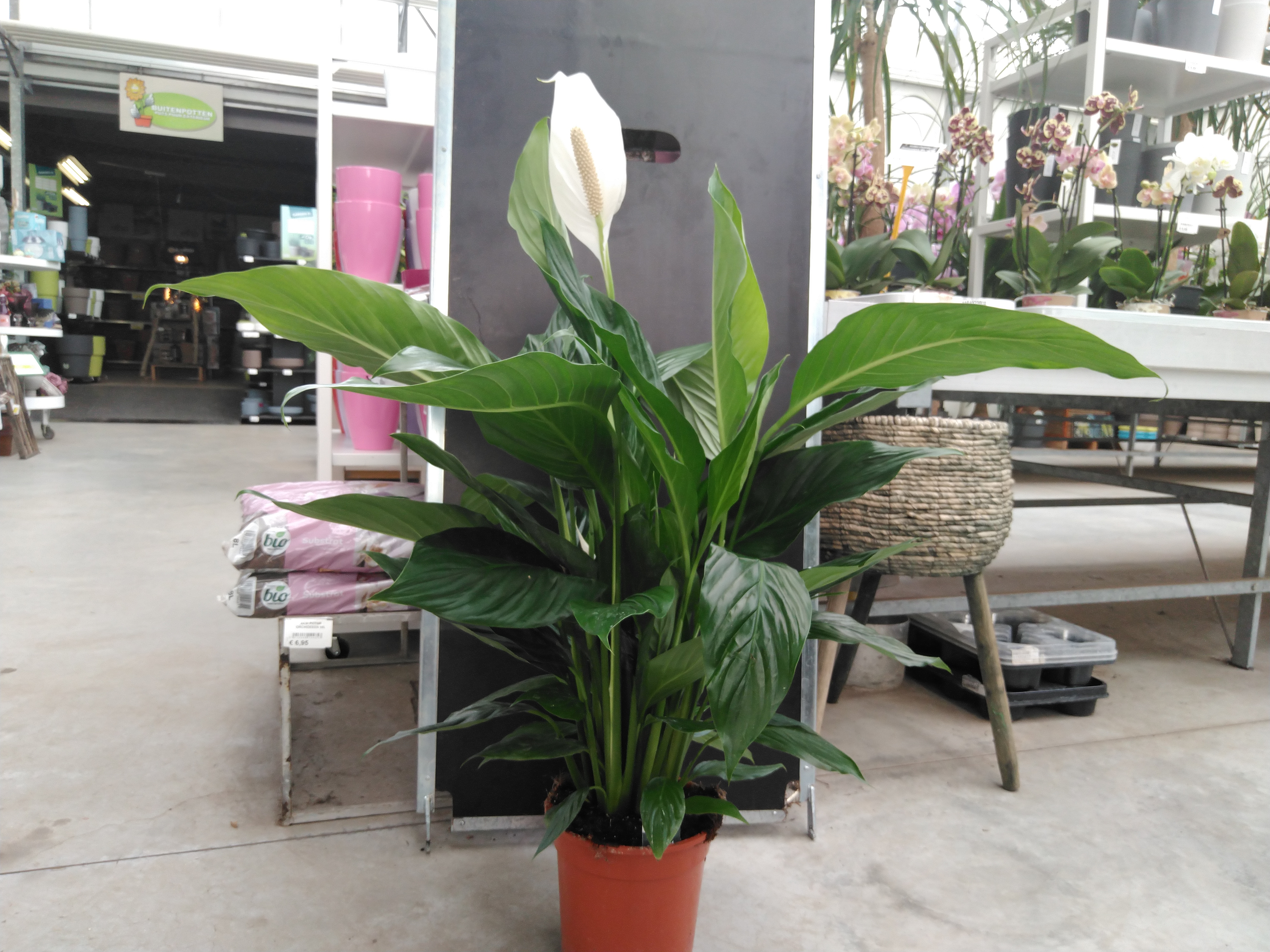 Spathiphyllum Bingo Cupido