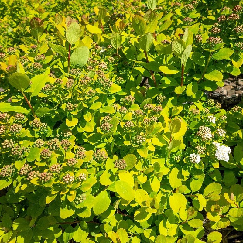Spiraea betulifolia 'Tor Gold' Spiraea betulifolia 'Tor Gold'