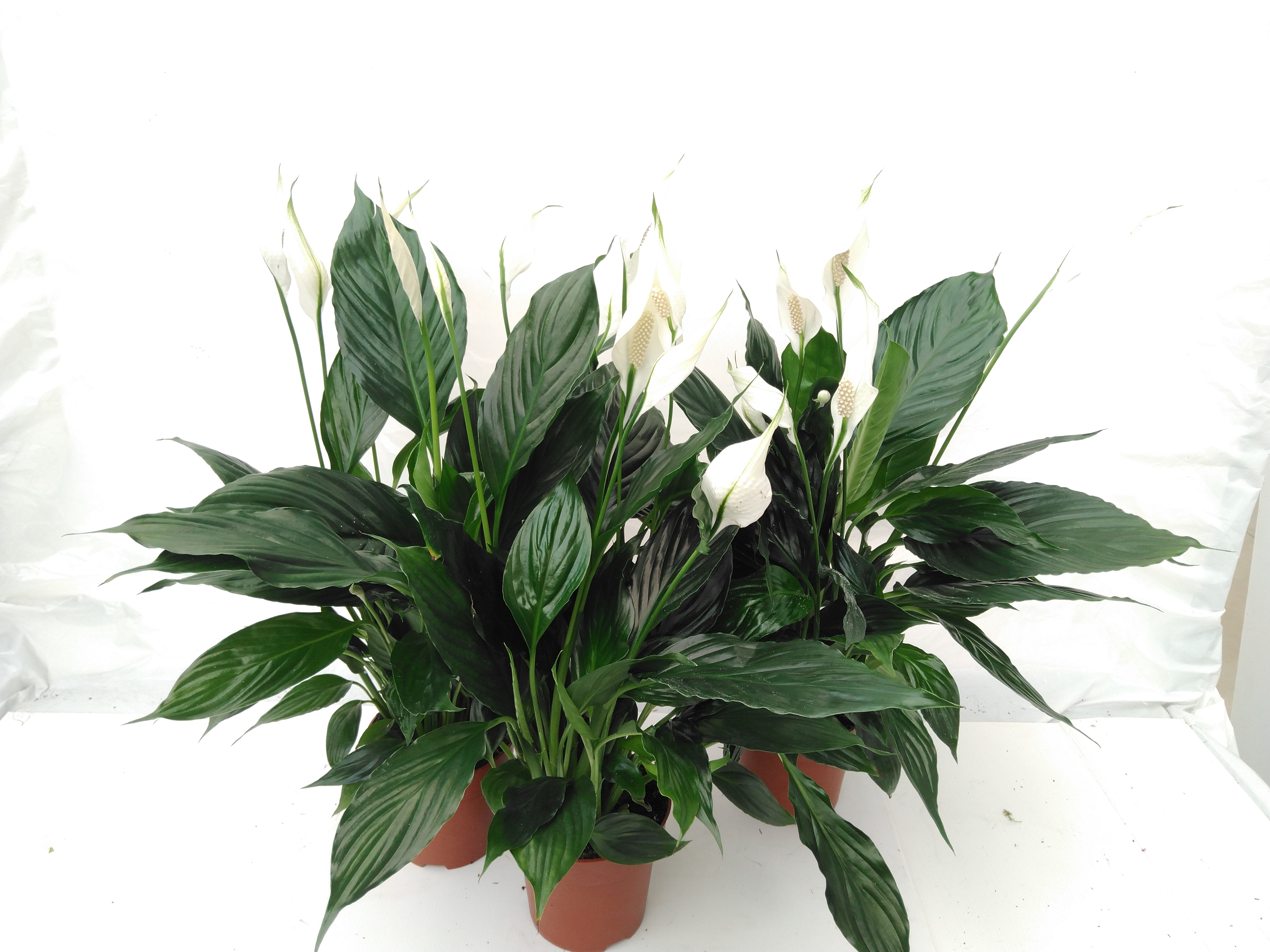 Spathiphyllum 'Chopin' Air So Pure