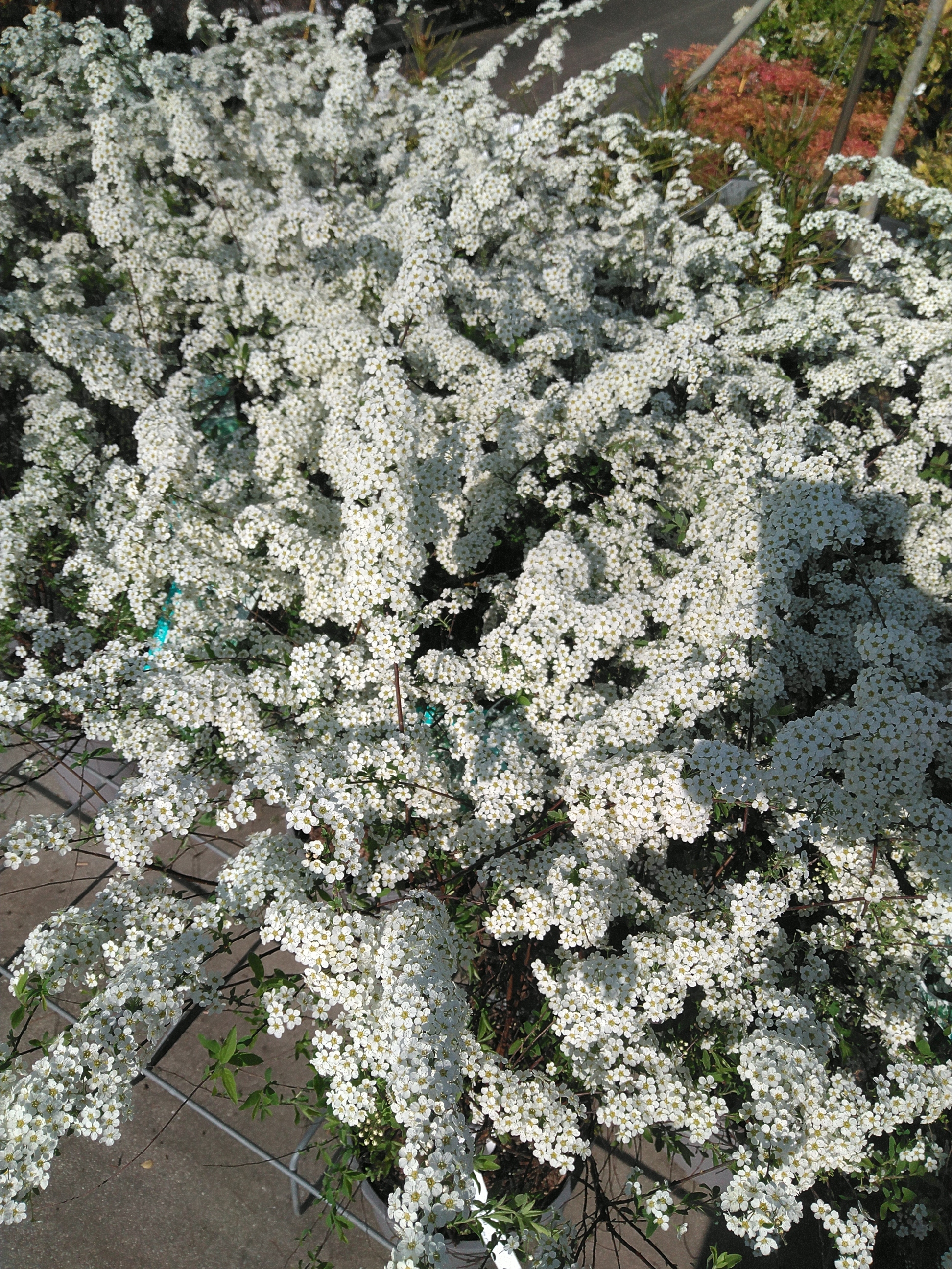 Spiraea cinerea 'Grefsheim'