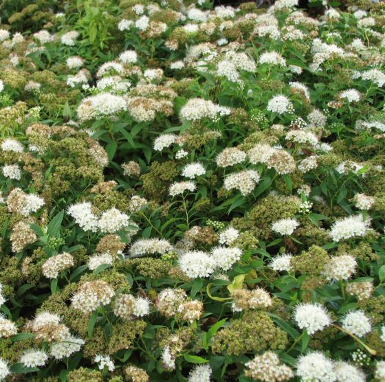 Spiraea japonica 'Albiflora' Spiraea japonica 'Albiflora'
