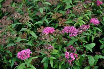 Spiraea japonica 'Anthony Waterer' Spiraea japonica 'Anthony Waterer'