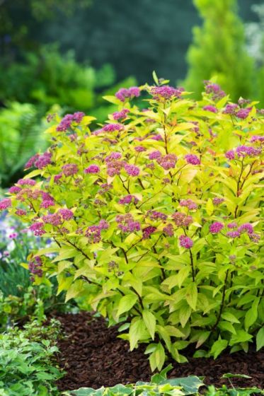 Spiraea japonica 'Firelight' Spiraea japonica 'Firelight'