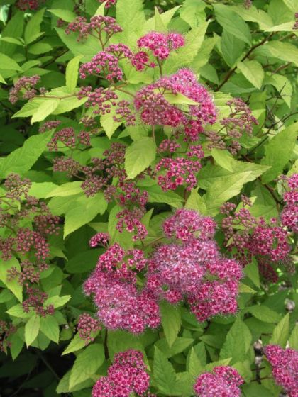 Spiraea japonica 'Goldflame' Spiraea japonica 'Goldflame'