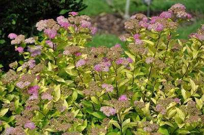 Spiraea jap. 'Goldmound' Spiraea jap. 'Goldmound'