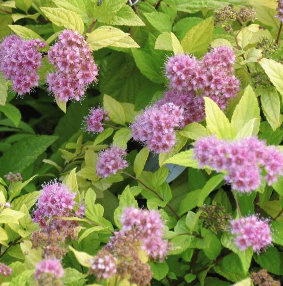 Spiraea japonica 'Golden Princess' Spiraea japonica 'Golden Princess'