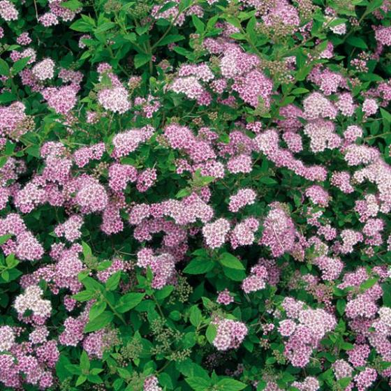 Spiraea japonica 'Little Princess' Spiraea japonica 'Little Princess'
