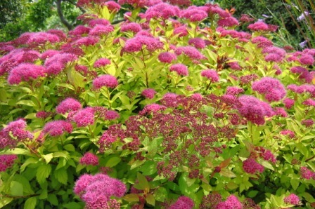 Spiraea japonica 'Magic Carpet' Spiraea japonica 'Magic Carpet'