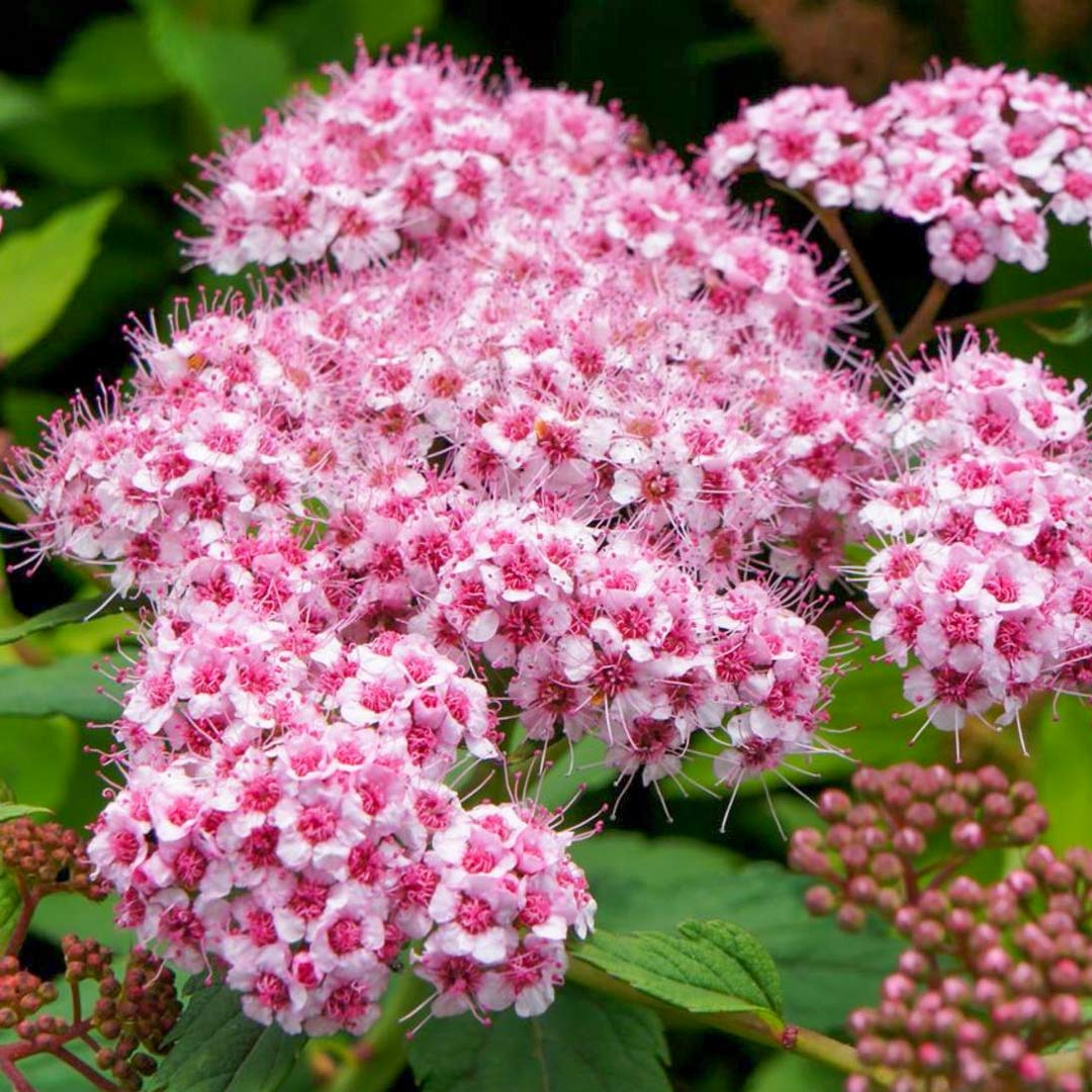 Spiraea japonica 'Sparkling Champagne' Spiraea japonica 'Sparkling Champagne'