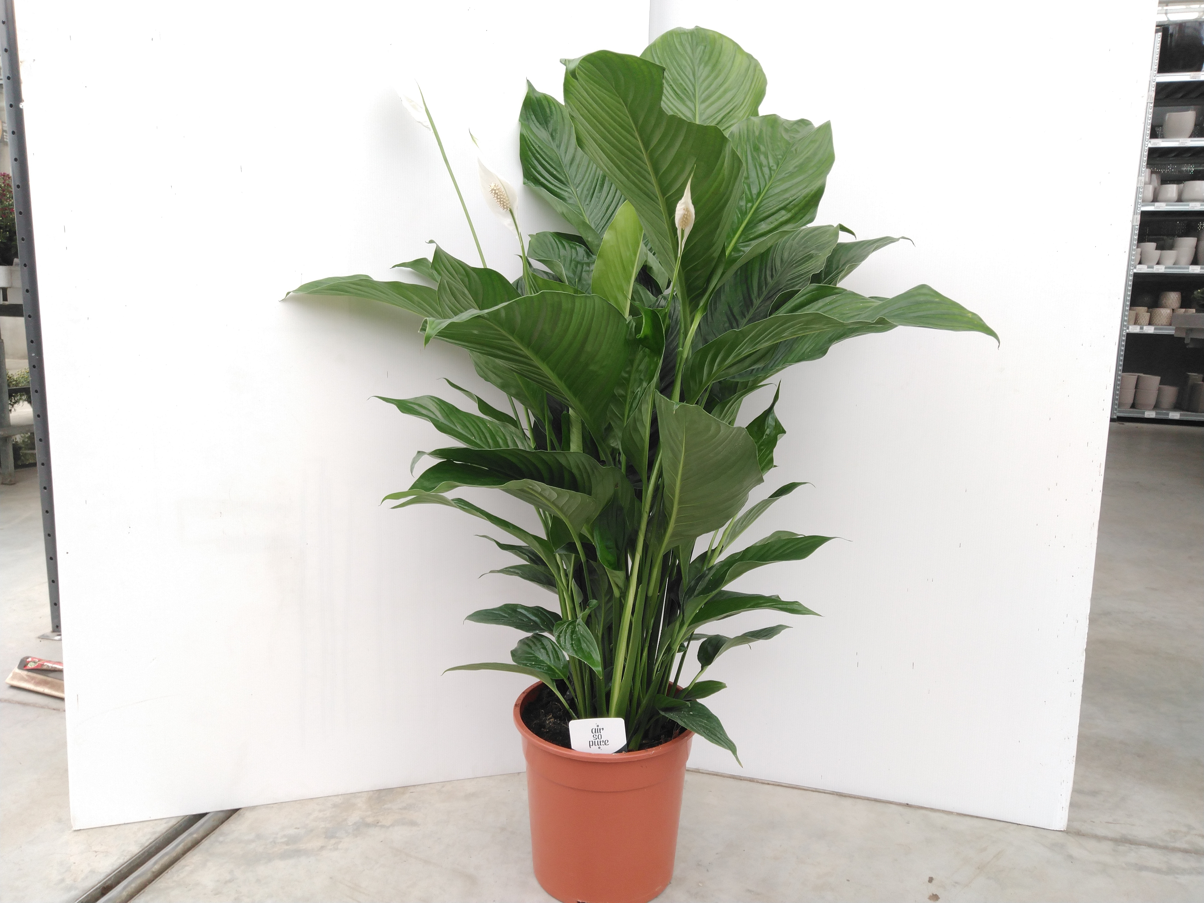 Spathiphyllum 'Lauretta'