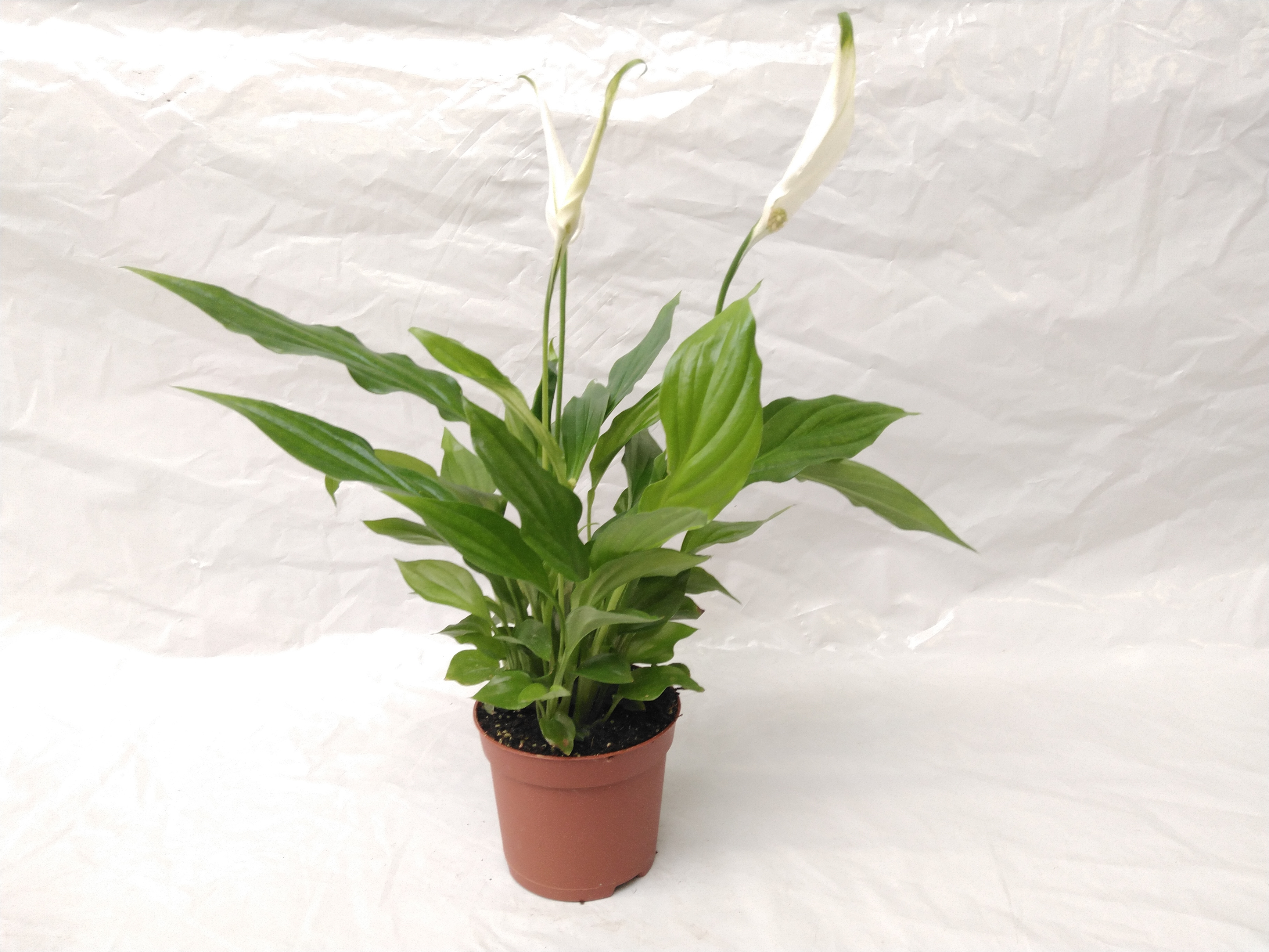 Spathiphyllum 'Pearl Cupido' Air So Pure