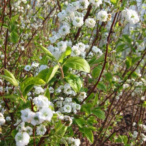 Spiraea prunifolia 'Plena' Spiraea prunifolia 'Plena'