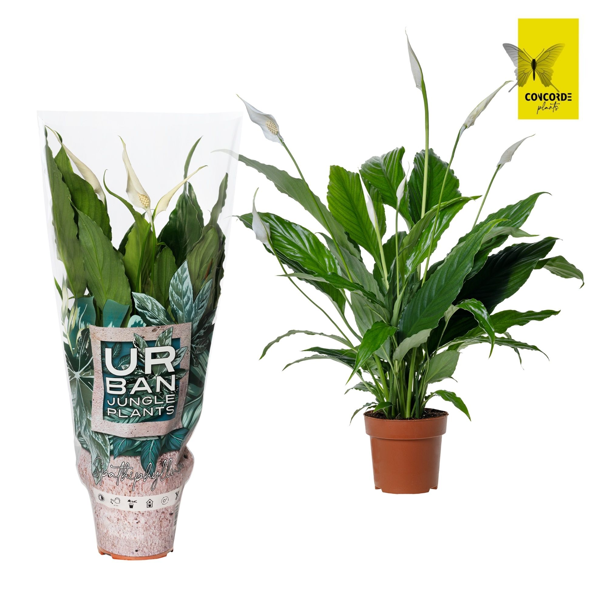 Spathiphyllum 'Sweet Chico' Air So Pure hoes