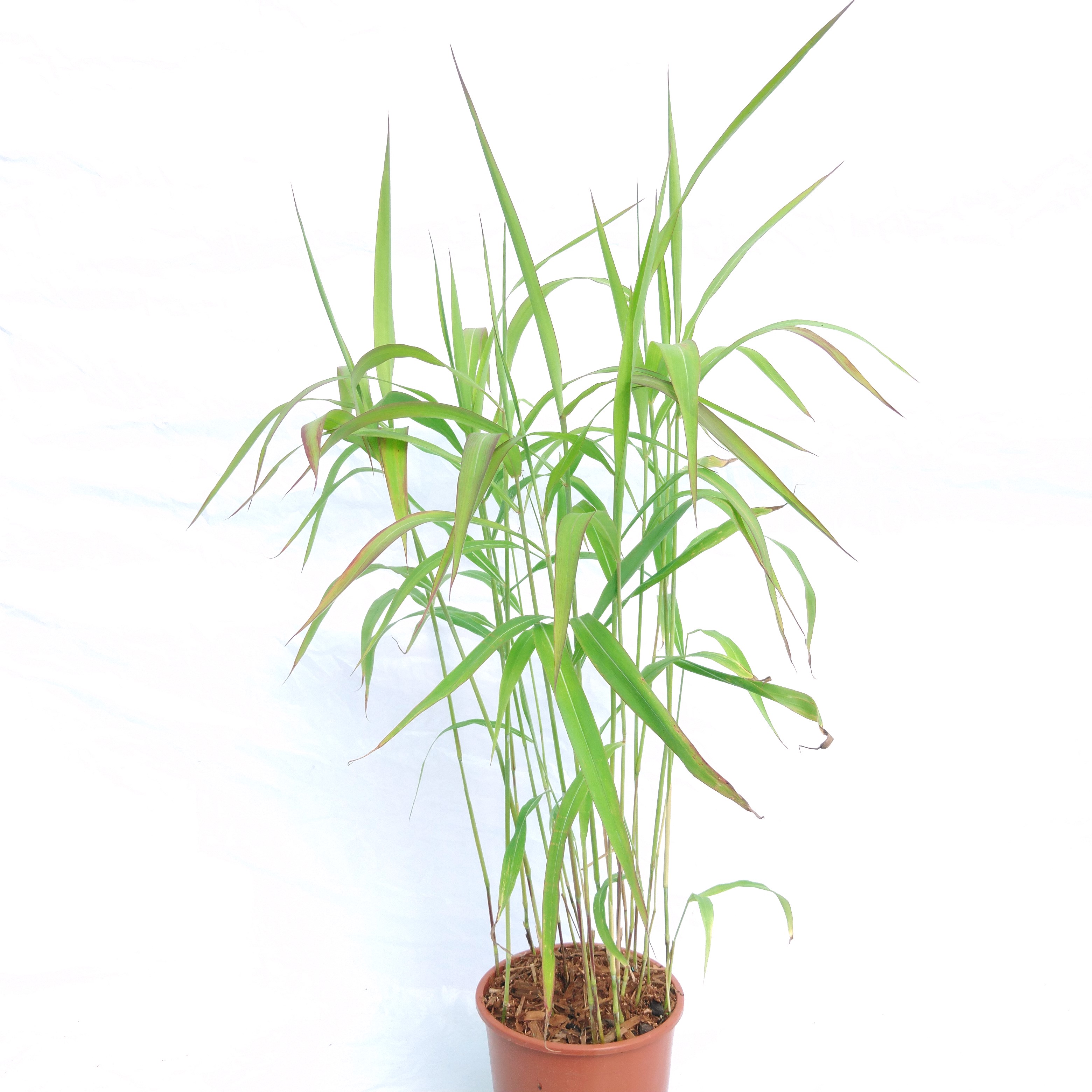 Spodiopogon sibiricus 'West Lake'