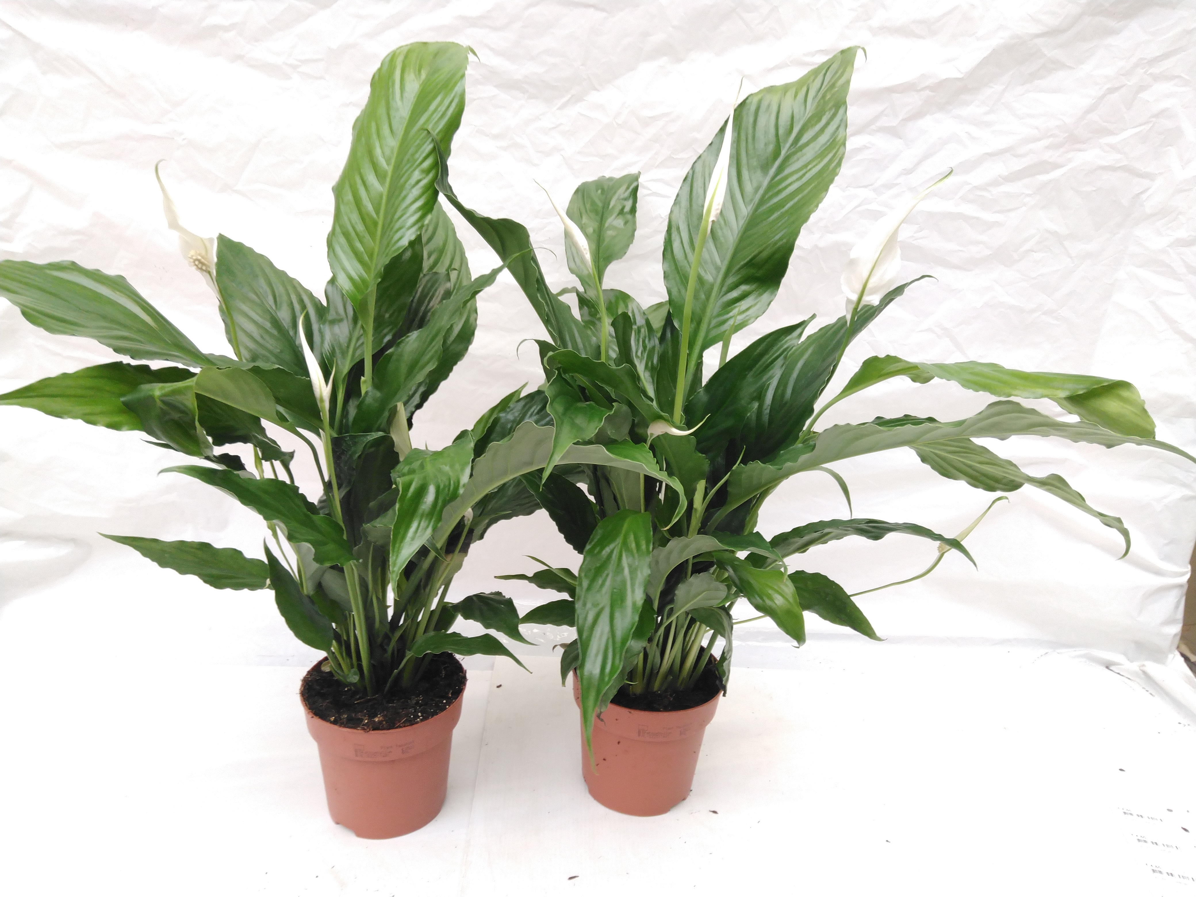 Spathiphyllum 'Sweet Chico' 