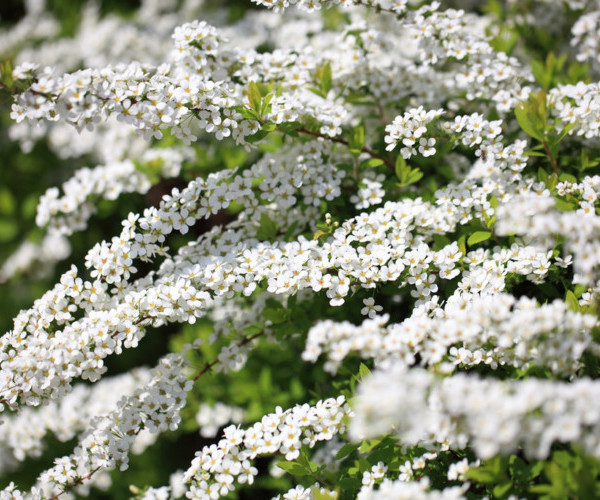 Spiraea thunbergii Spiraea thunbergii