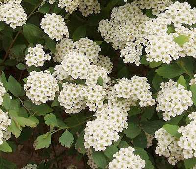 Spiraea vanhouttei