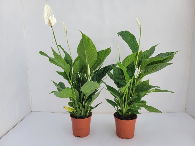 Spathiphyllum 'Vivaldi' Air So Pure Spathiphyllum 'Vivaldi' Air So Pure