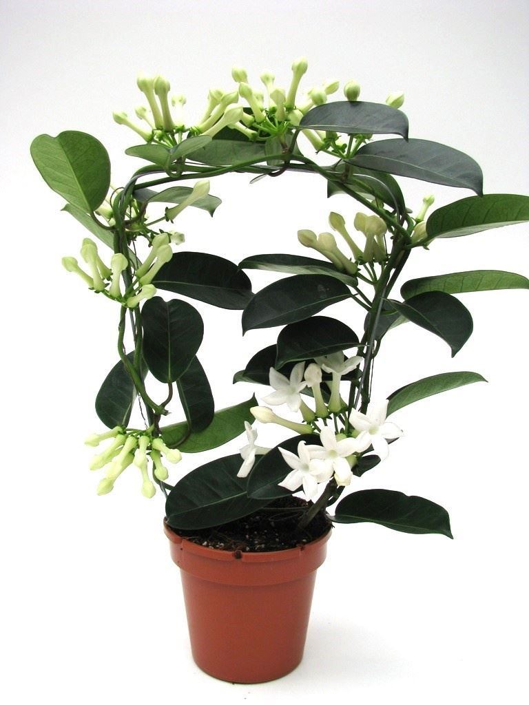 Stephanotis floribunda - 6/9 tros