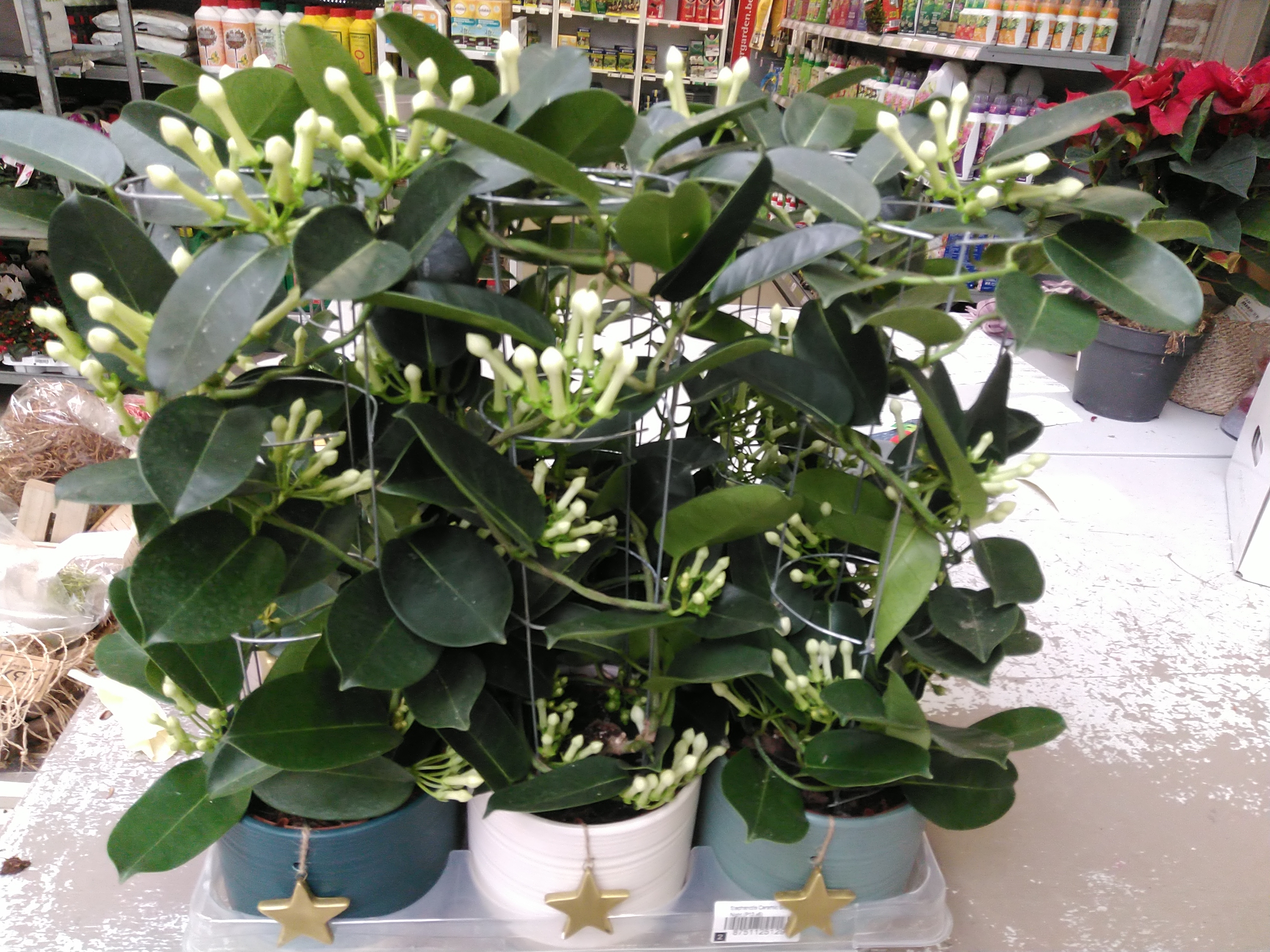 Stephanotis Ceramic Silent Night