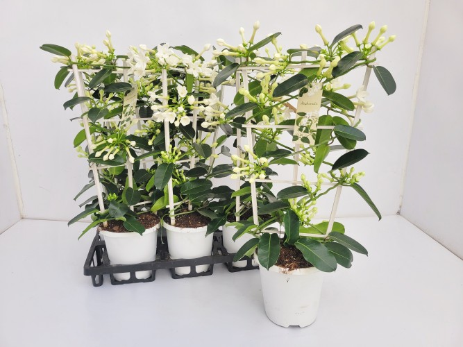 Stephanotis floribunda    10-13 BL