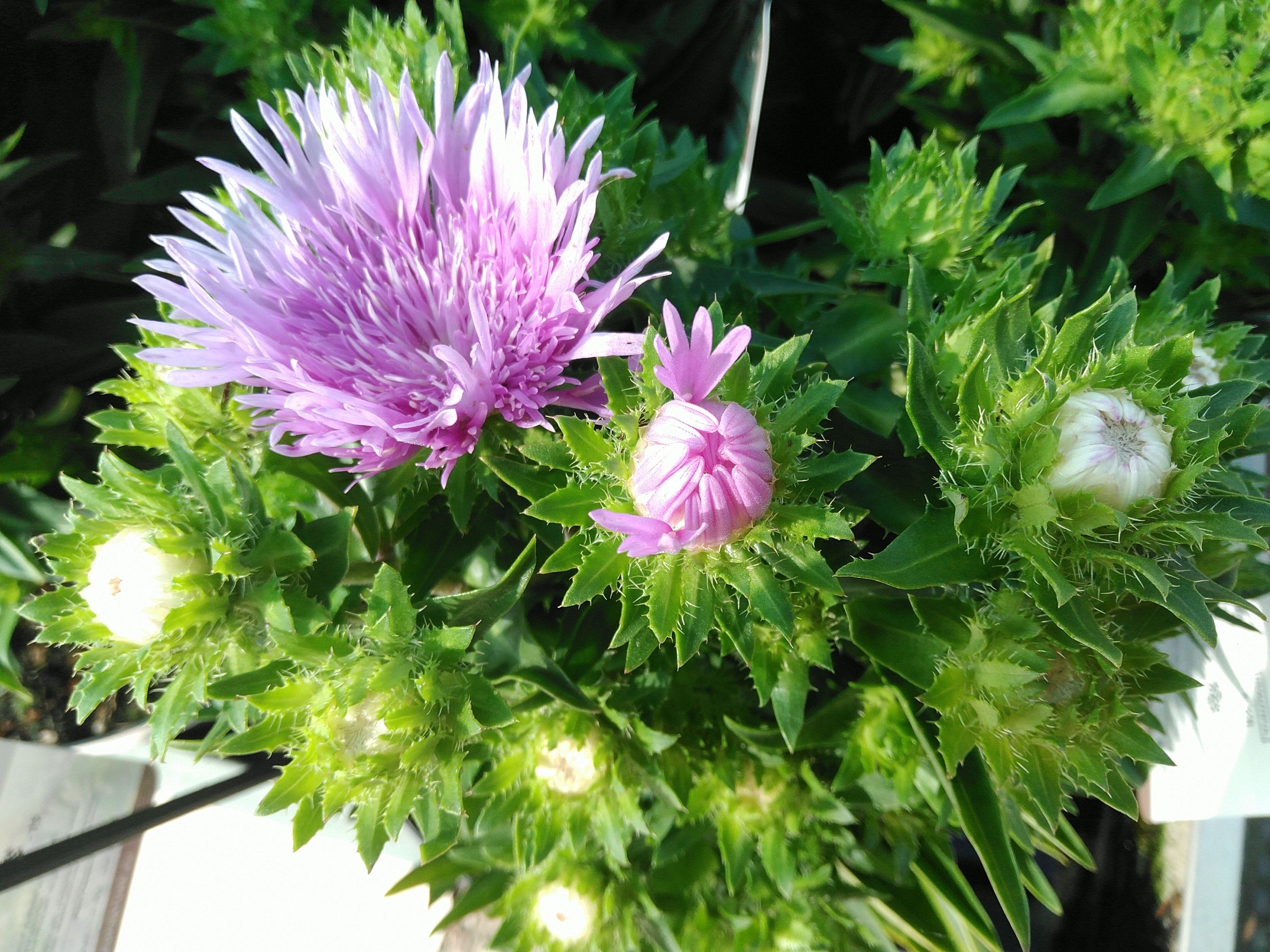 Stokesia laevis 'Mels Blue'®