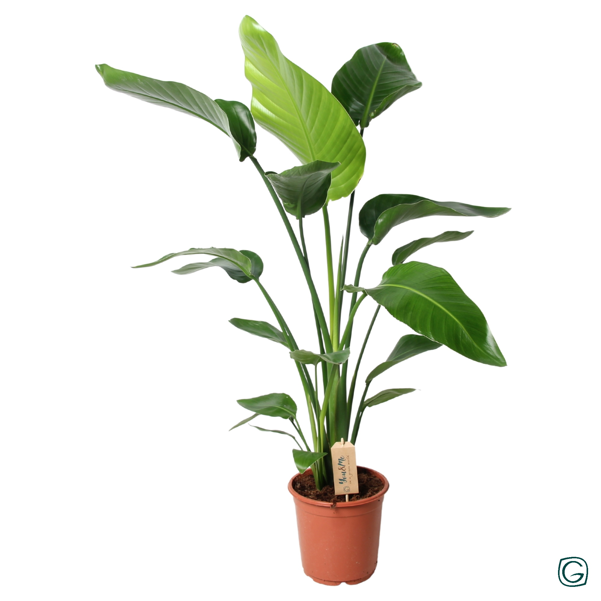 Strelitzia met kunstbloem Strelitzia met kunstbloem