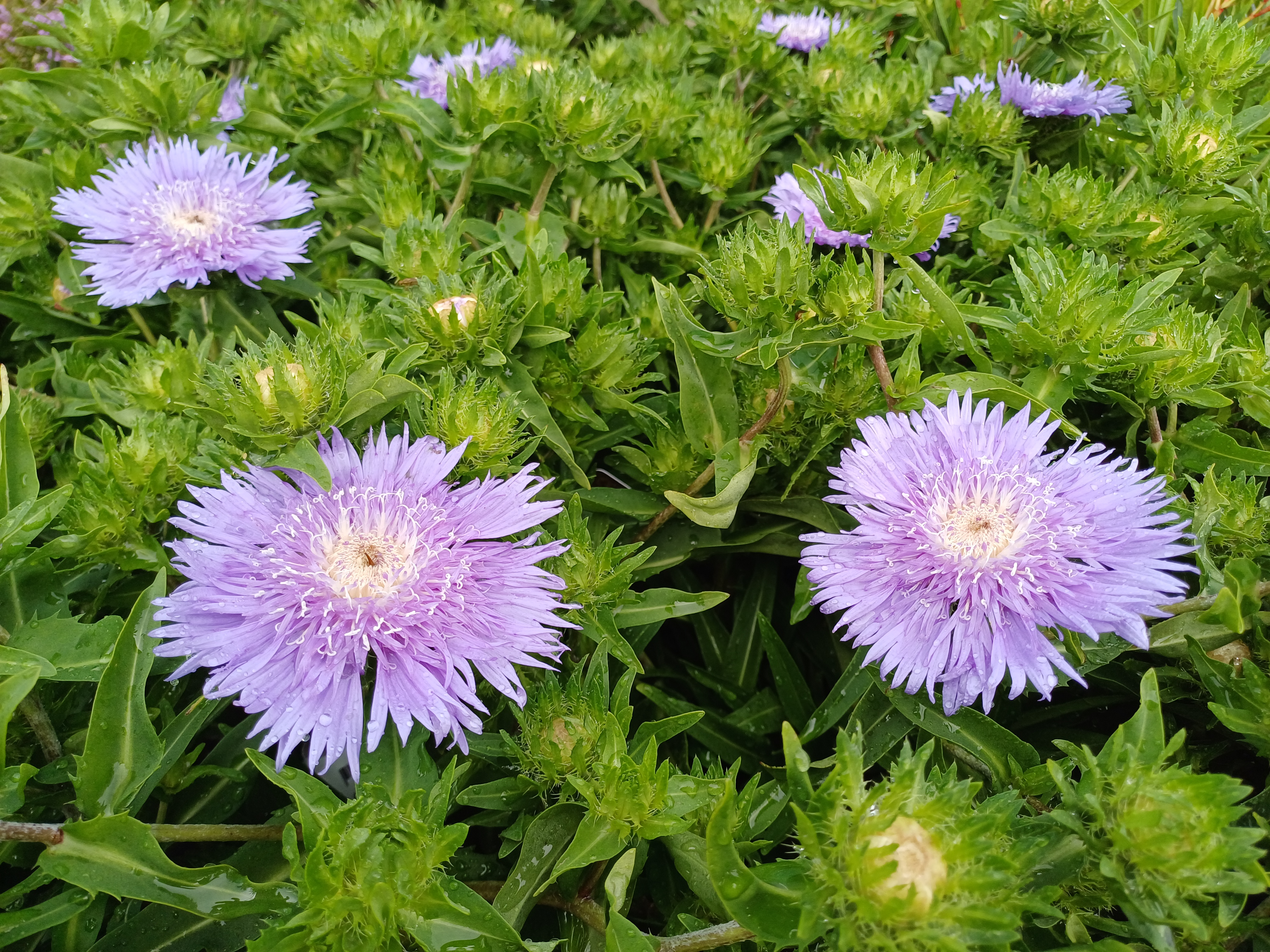 Stokesia 'Blue'