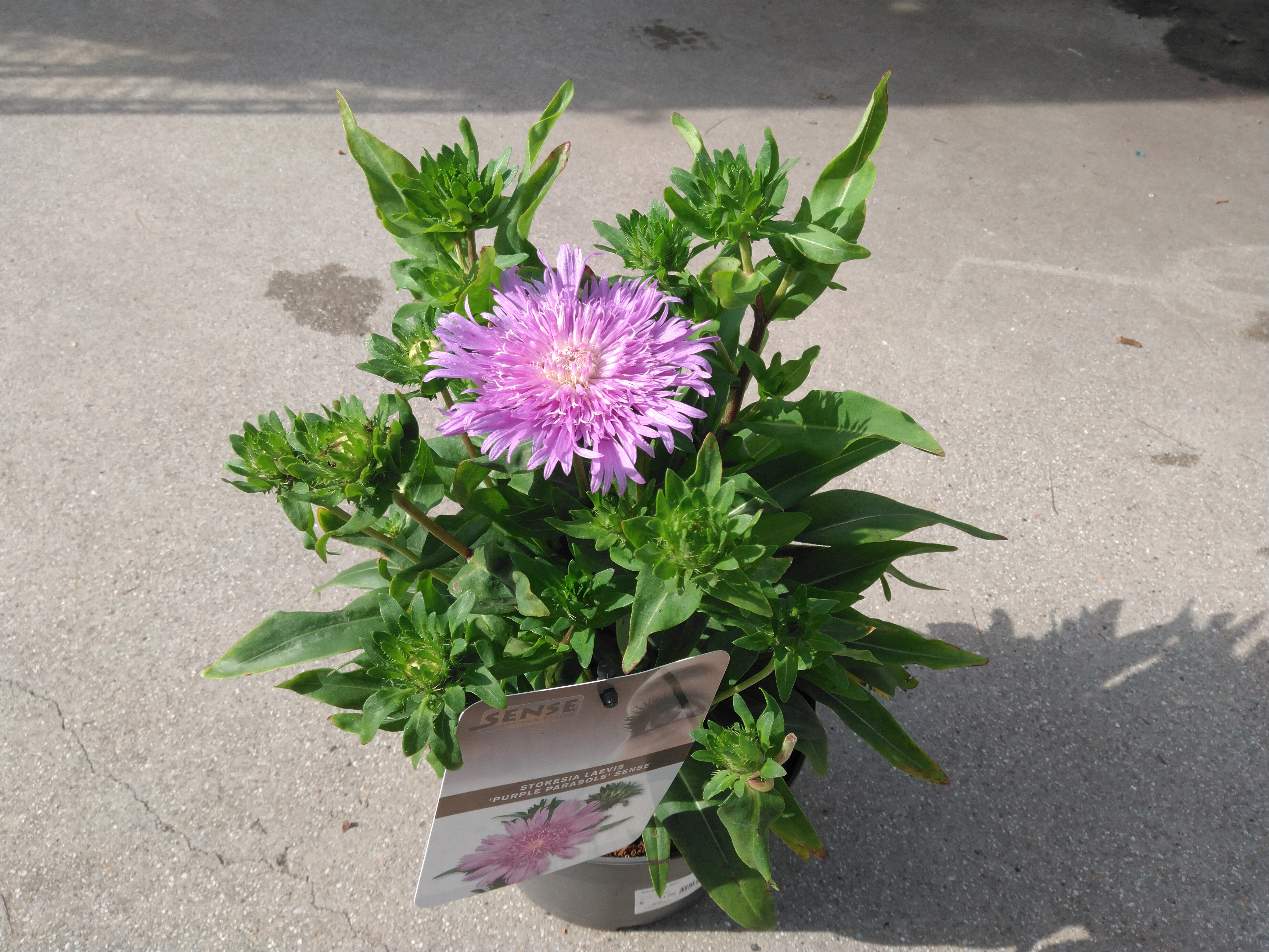 Stokesia Mix