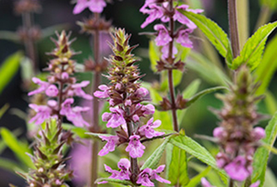 Stachys palustris