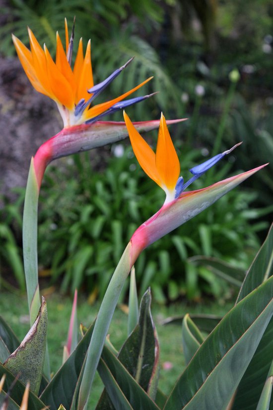 Strelitzia reginae