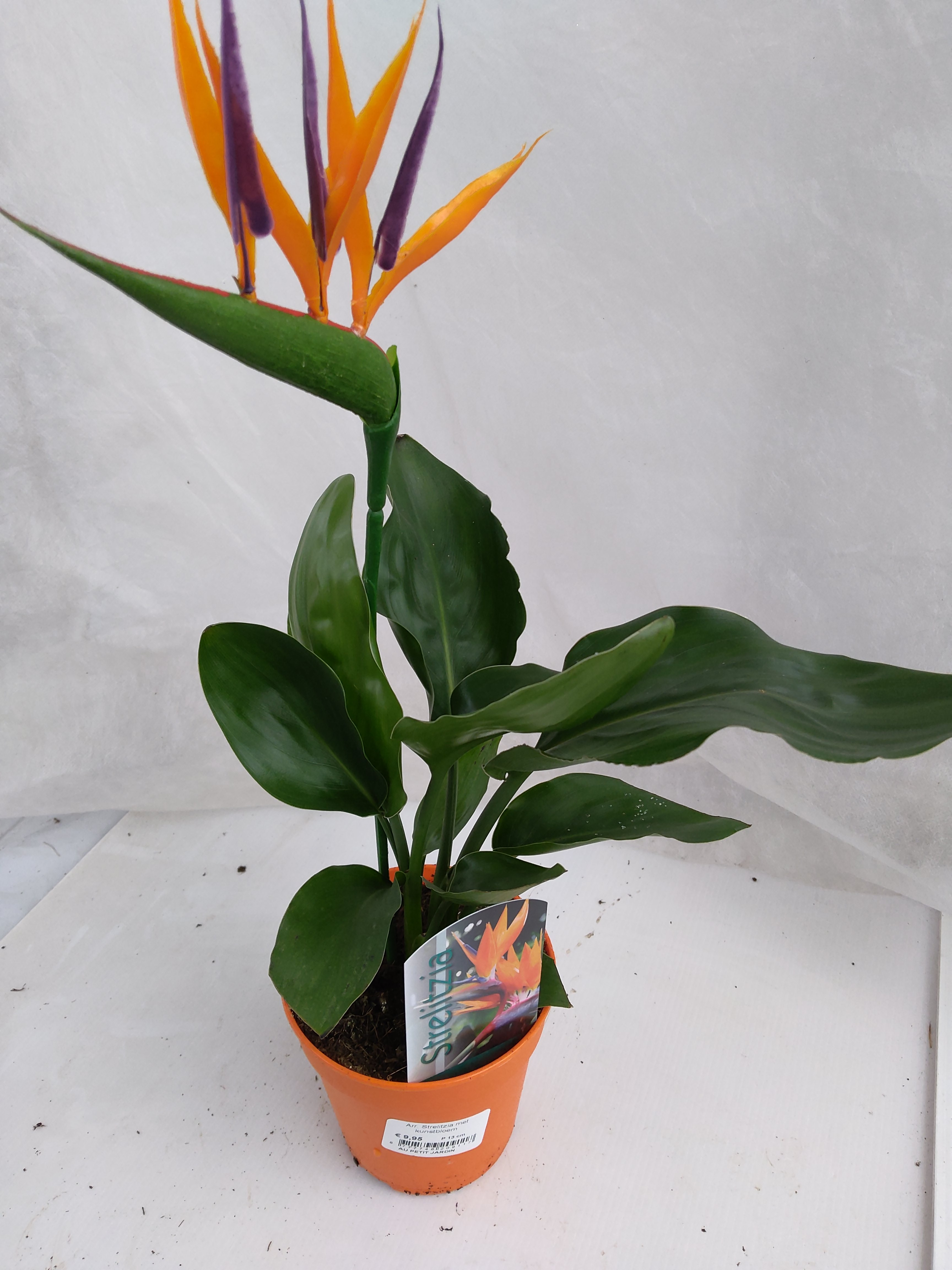 Arr. Strelitzia met kunstbloem