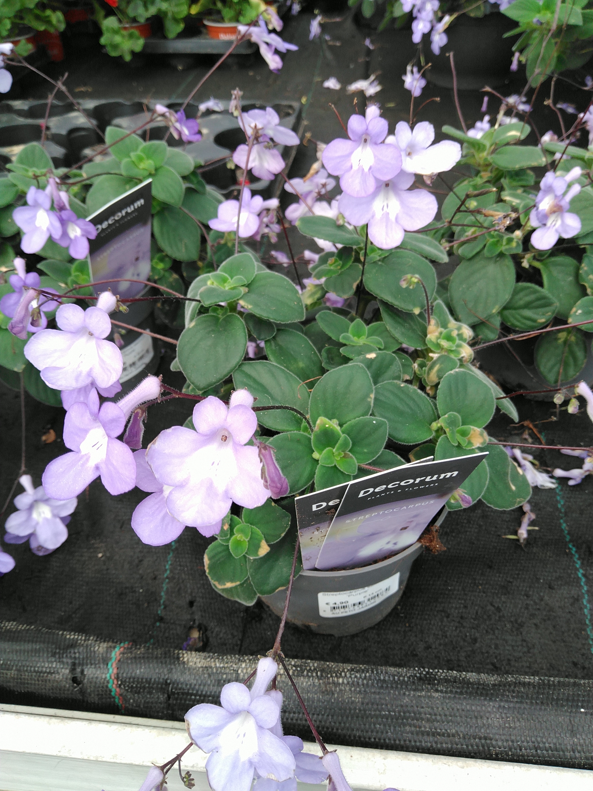 Streptocarpus saxorum 'Purple' Streptocarpus saxorum 'Purple'