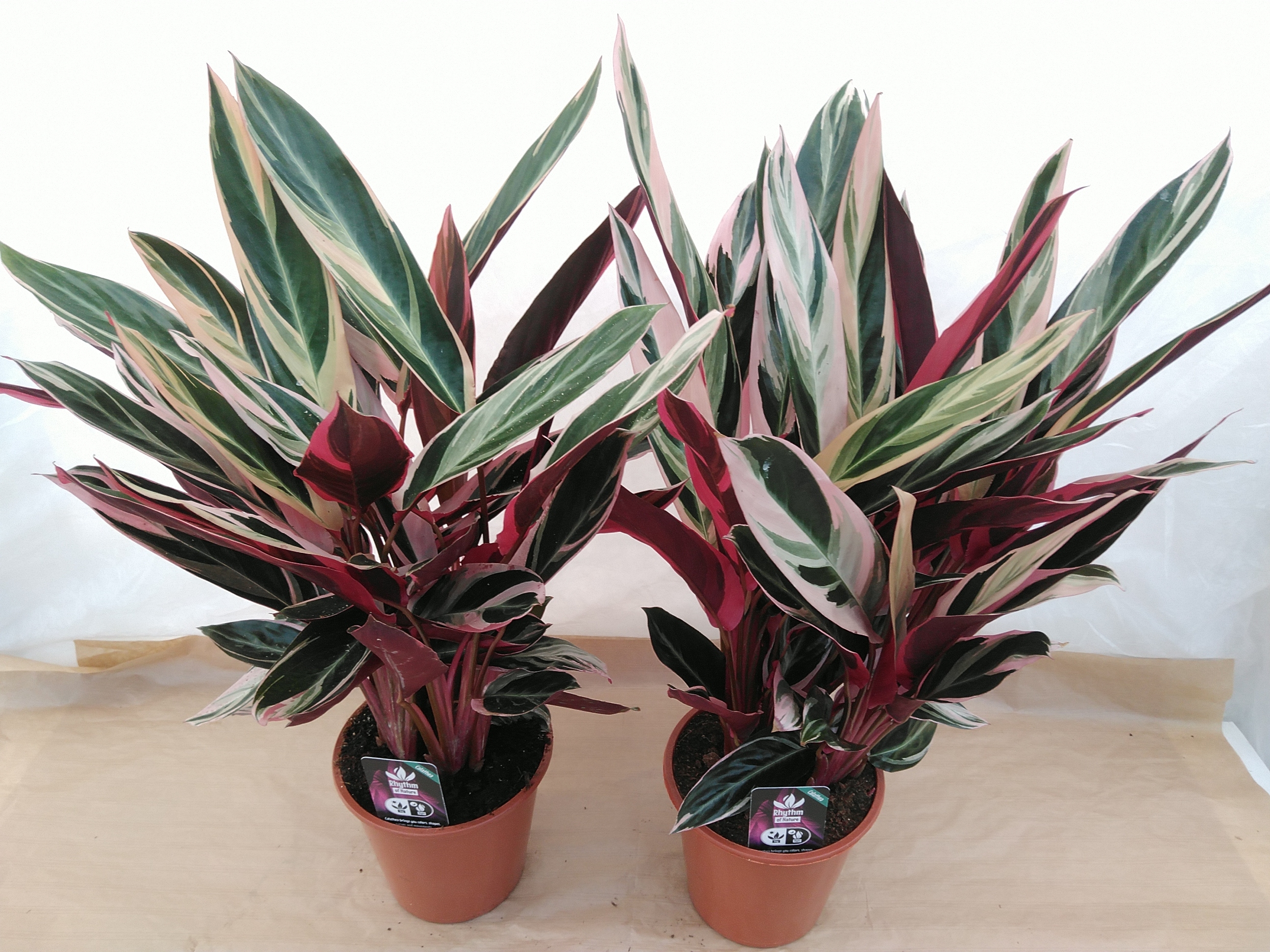 Stromanthe sanguin. 'Triostar' Calathea Rhythm of Nature Stromanthe sanguin. 'Triostar' Calathea Rhythm of Nature