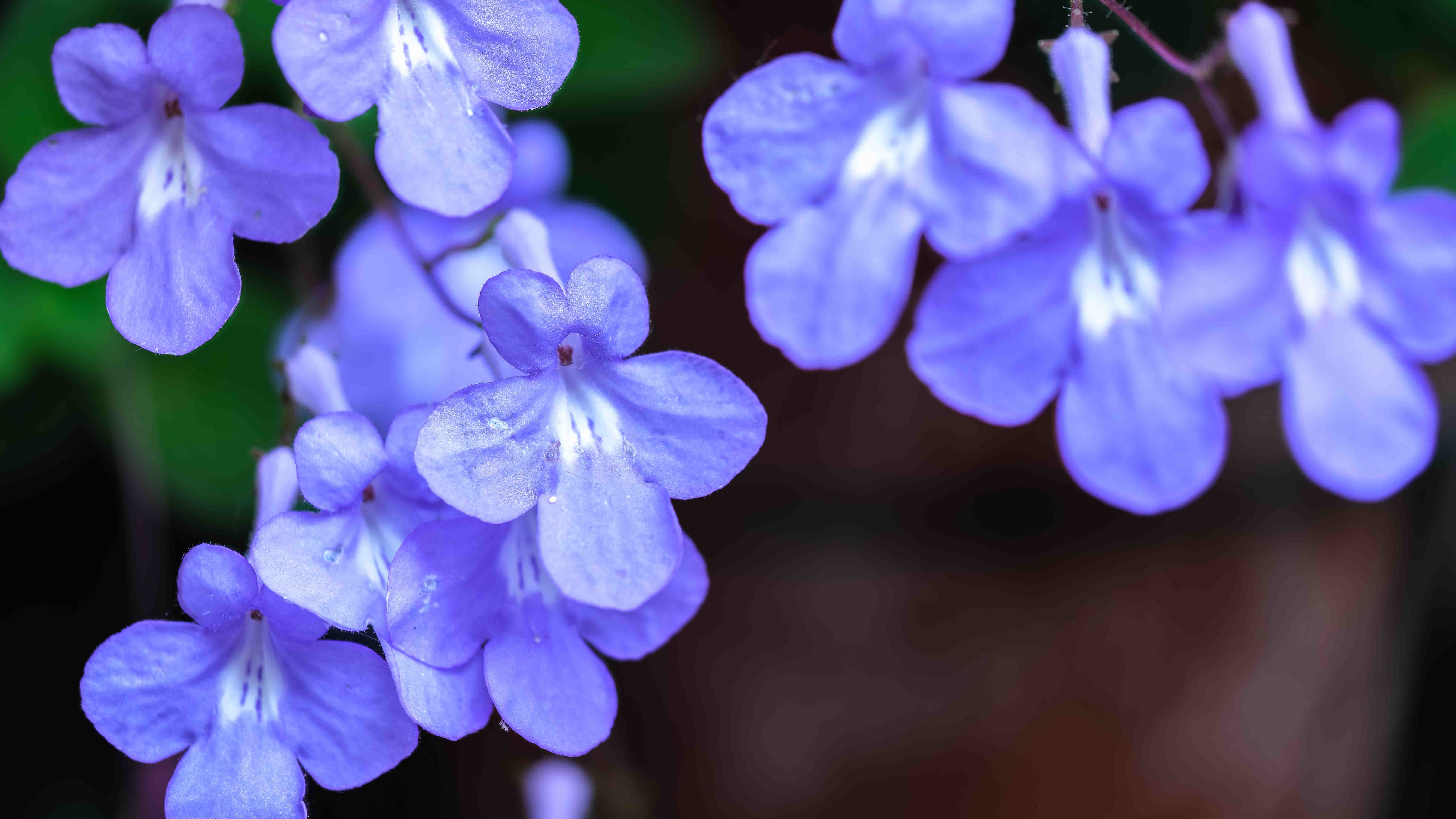 Streptocarpus saxorum Streptocarpus saxorum
