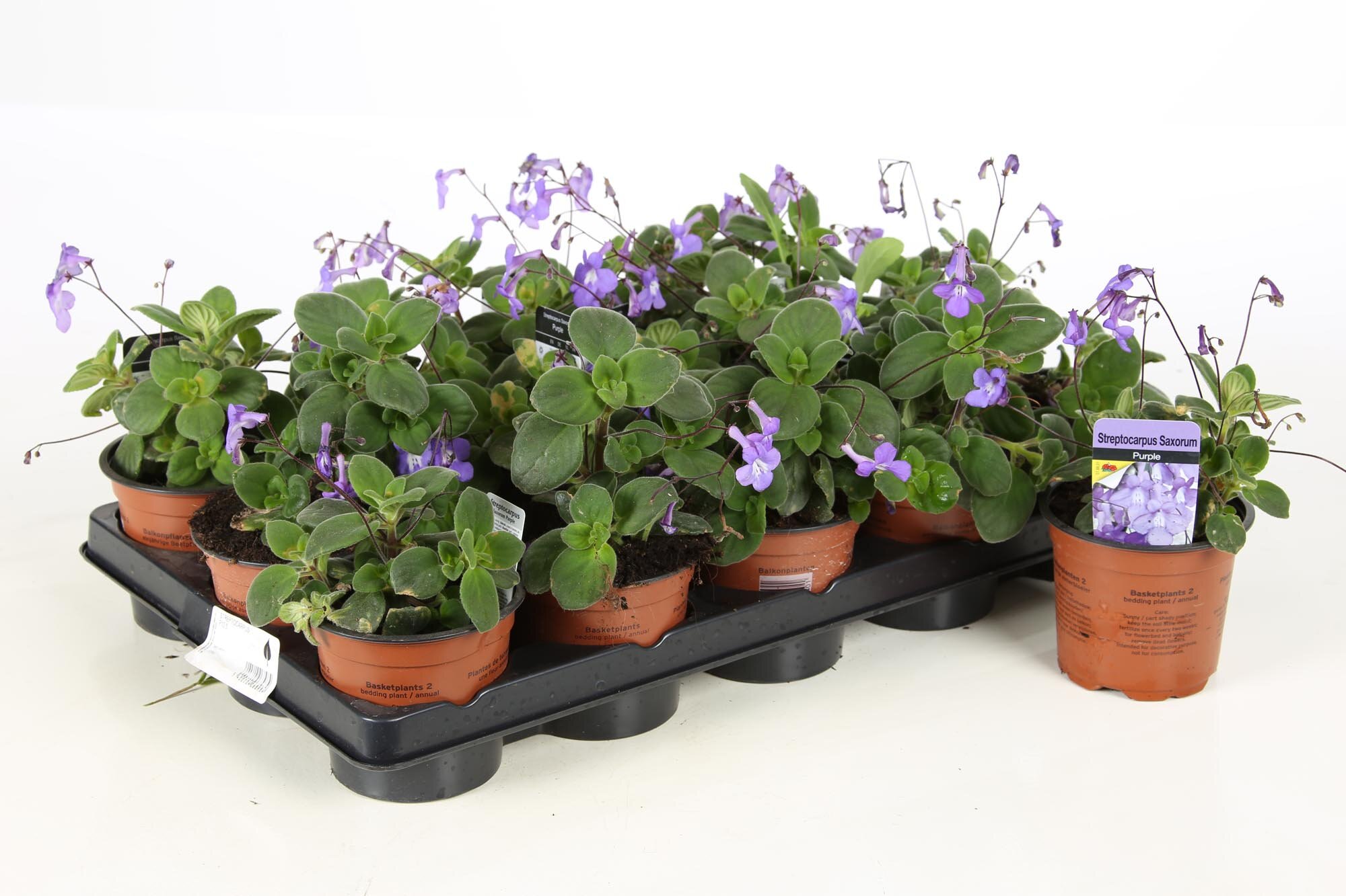 Streptocarpus saxorum