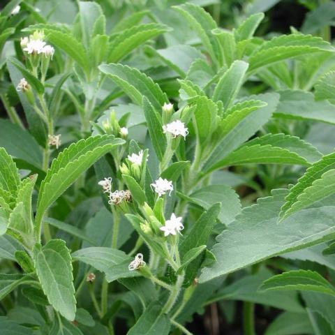 Stevia rebaudiana Stevia rebaudiana