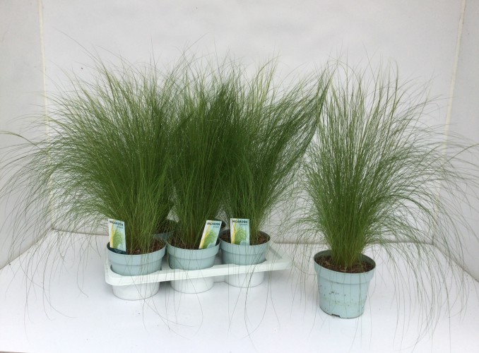 Stipa tenacissima 'Ponytails'