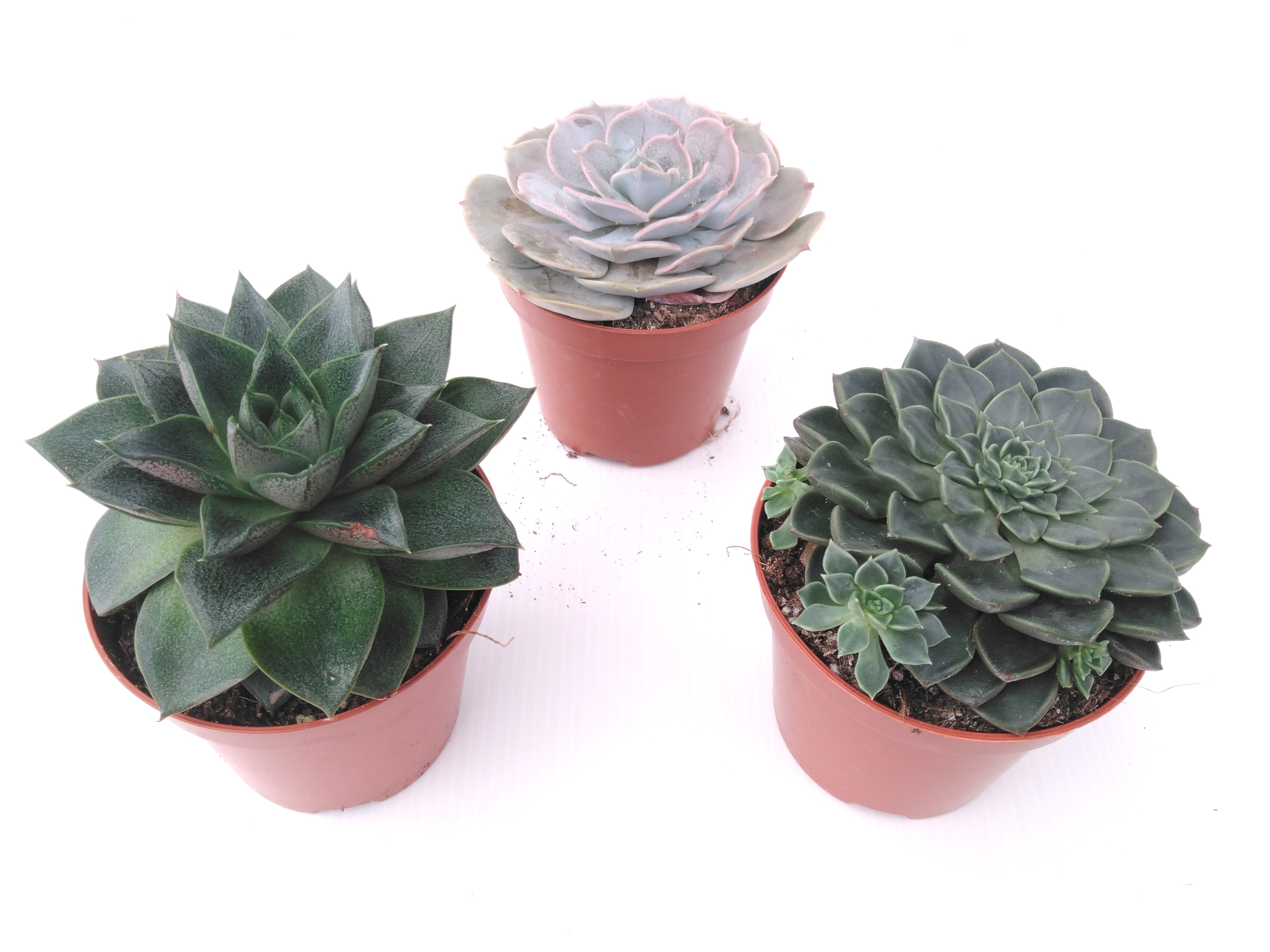 Succulents  mix P 9 cm