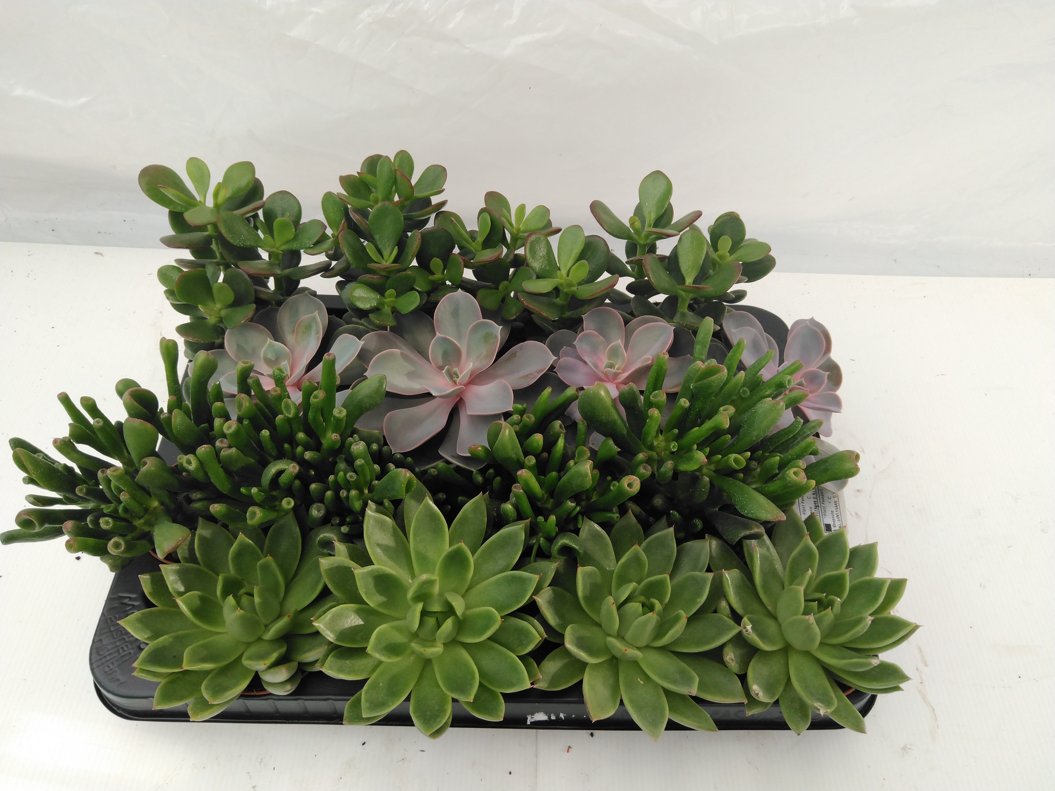 Succulents  mix P 5.5 cm