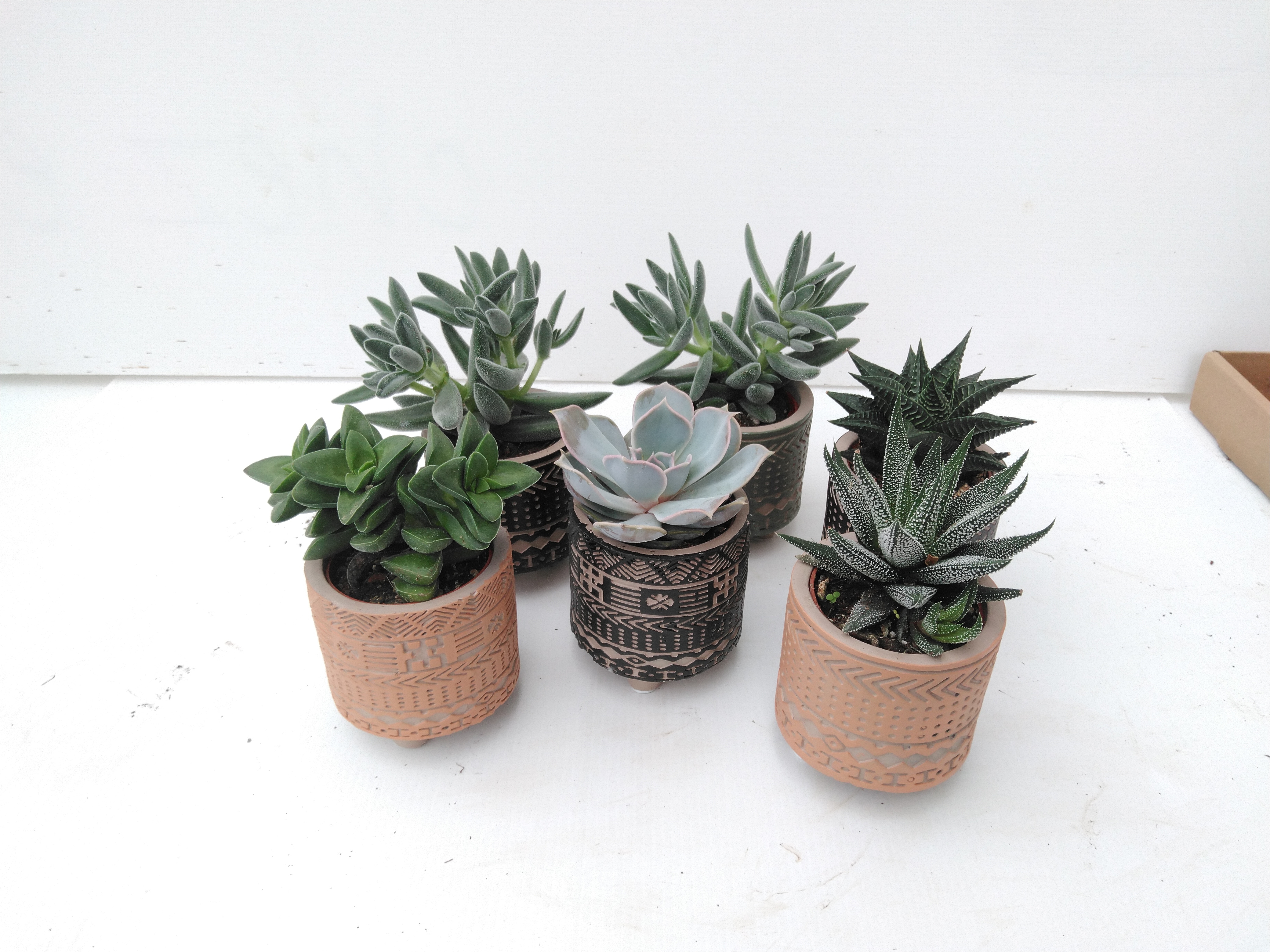 Succulents in Inca ceramics
