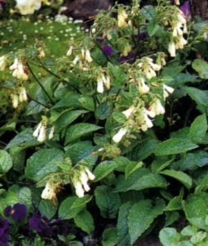 Symphytum grandiflorum Symphytum grandiflorum