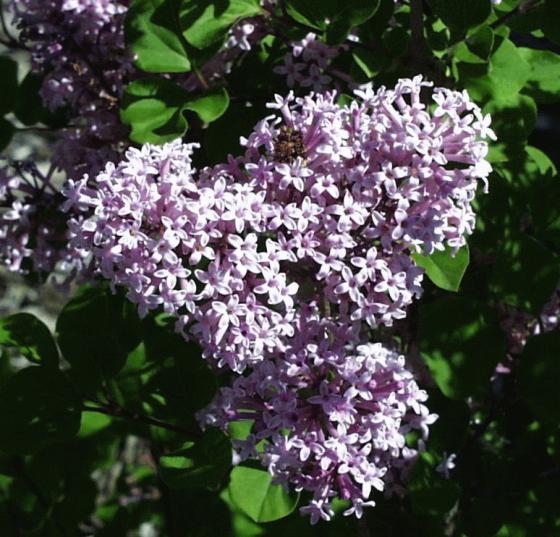 Syringa meyeri 'Palibin' Syringa meyeri 'Palibin'