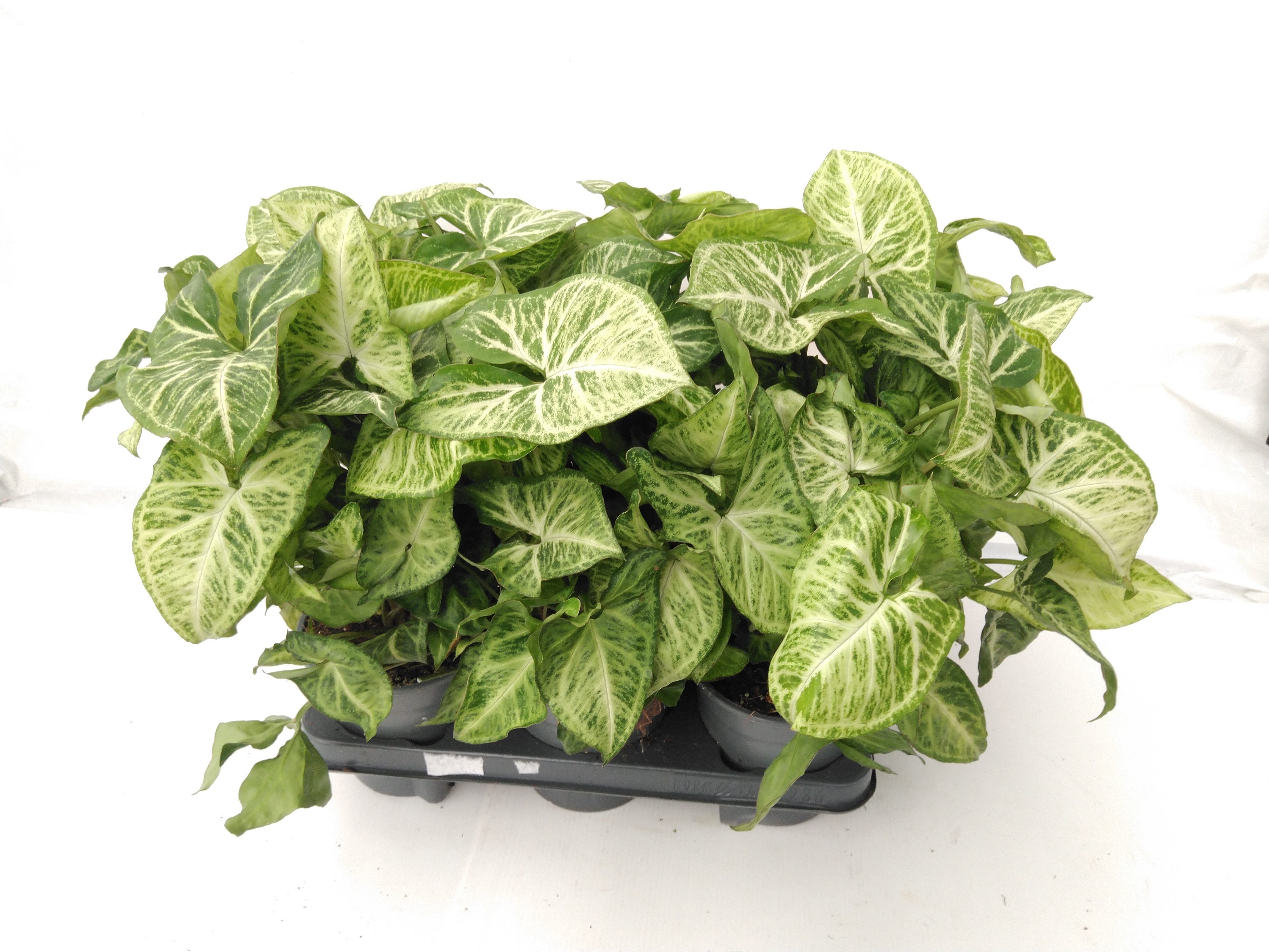 Syngonium ...